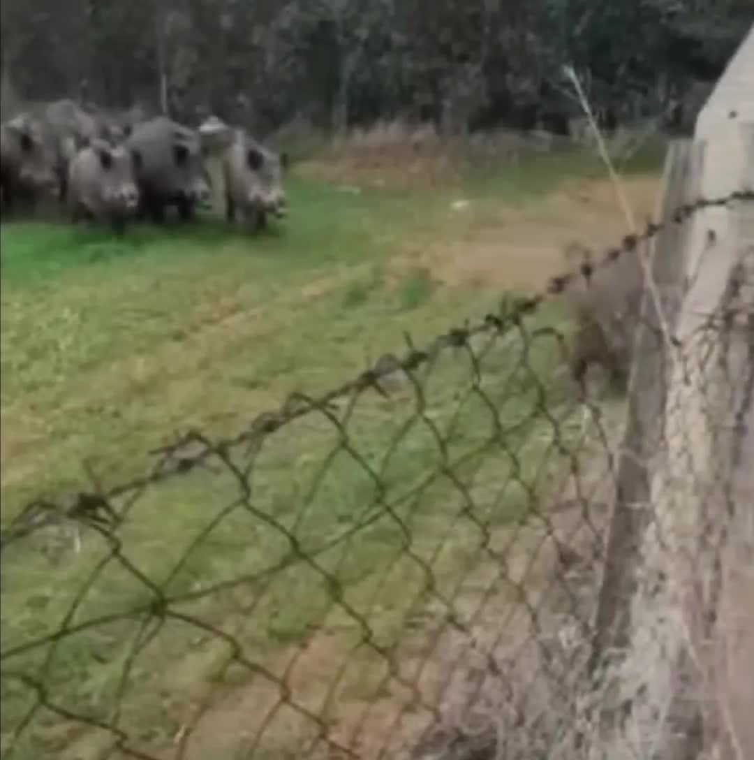 @il cinghiale di tiktok