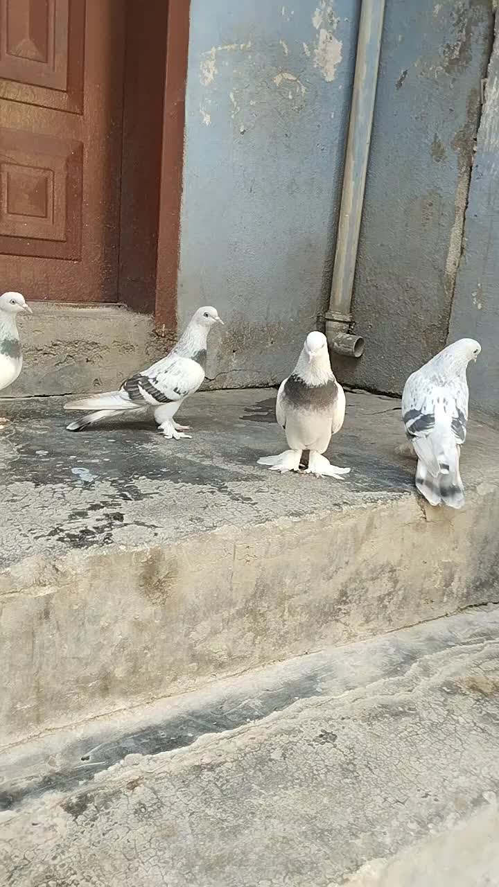 @Isa Karataş