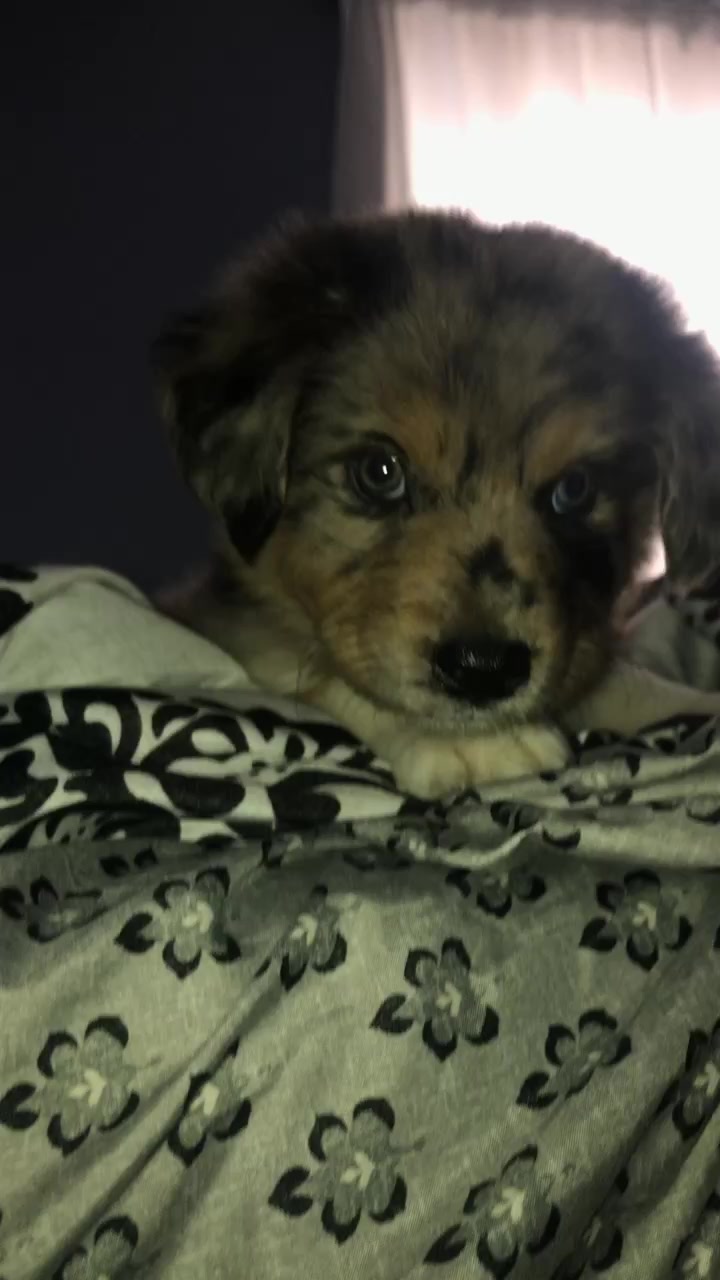 @Kira_the_puppy