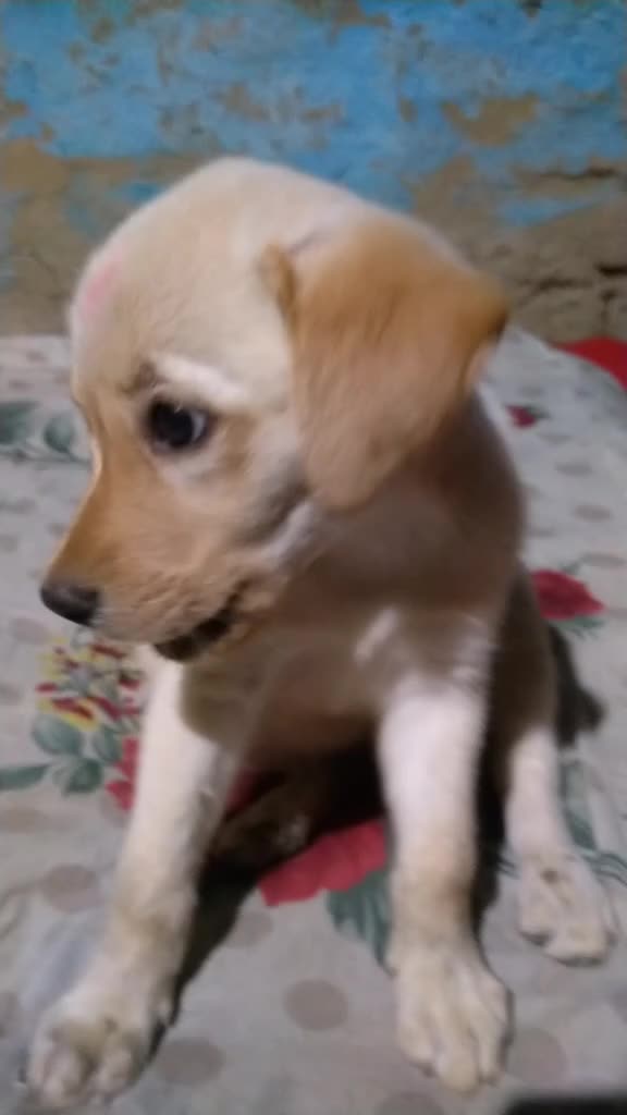 @Ritesh kashyap