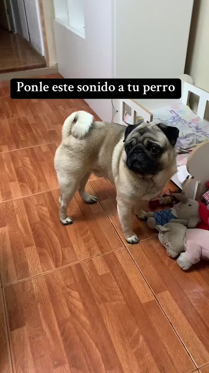 @Lolito pug carlino