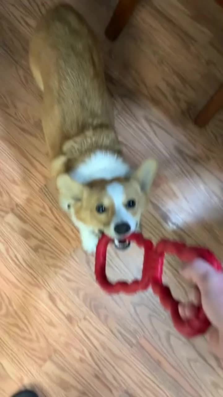 @corgilovecorgi