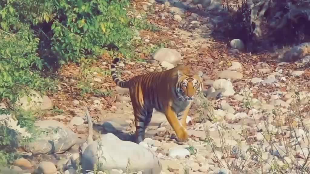 @Gautam Shakya 🇮🇳