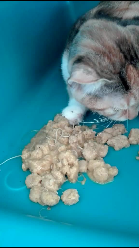 @dr.Giuseppe Vet