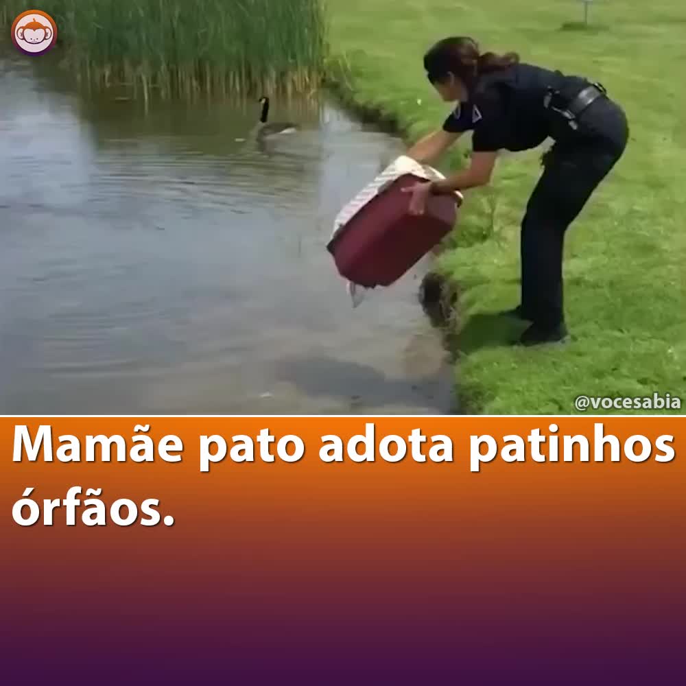 @Você Sabia?