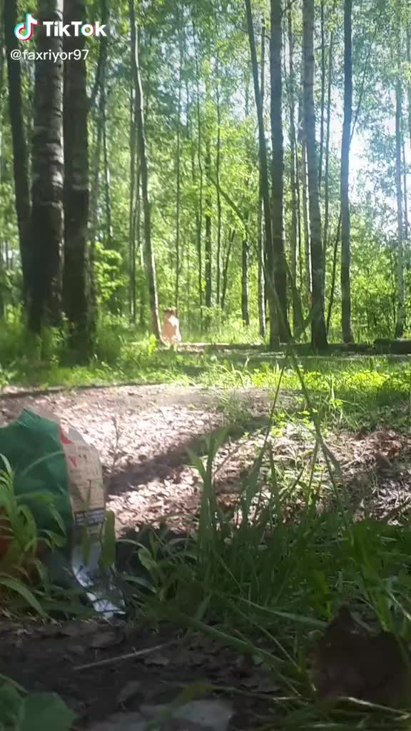 @Мустофа Мирзяев