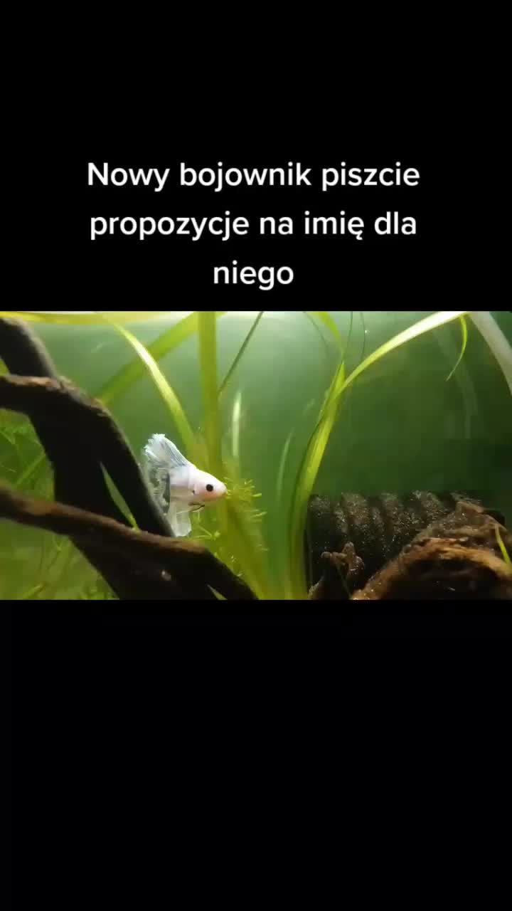 @🐟Mój wodny świat🐟