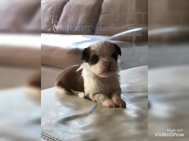 @Engel_auf_4_Pfoten💖