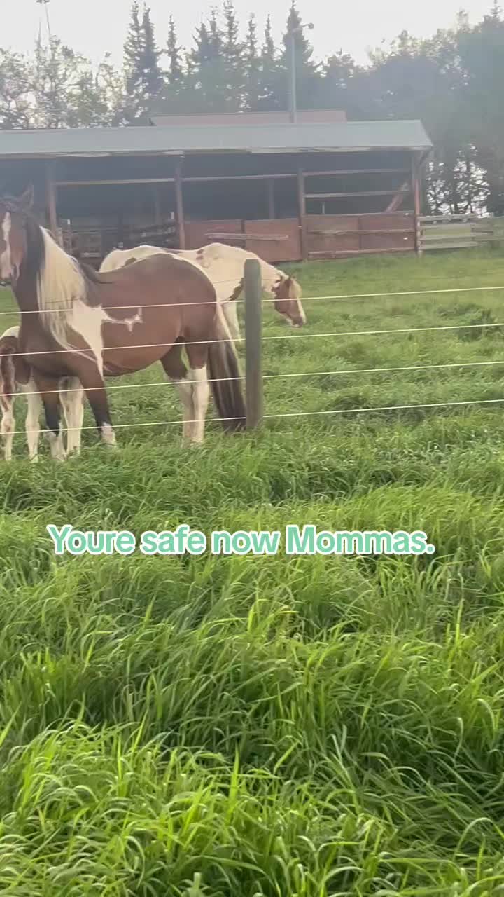 @Horse Heroes Alberta