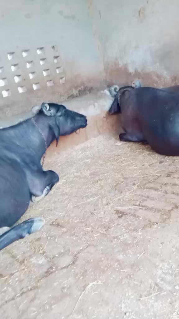 @rahulgill1111111111