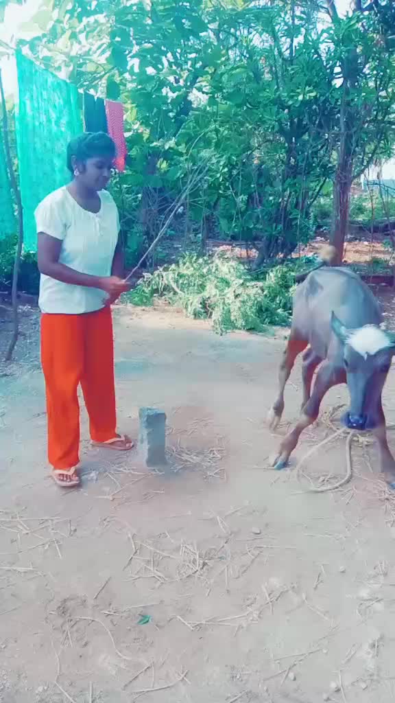 @mounibangram