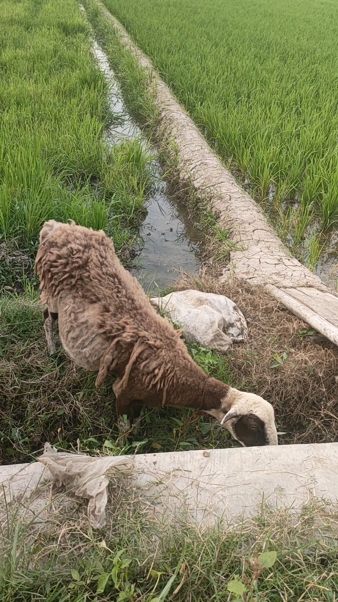 @Bakwan Animals