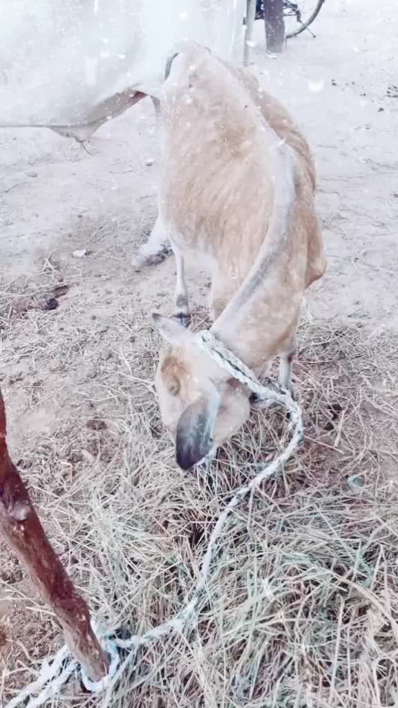 @Manthri Mahesh Mahi
