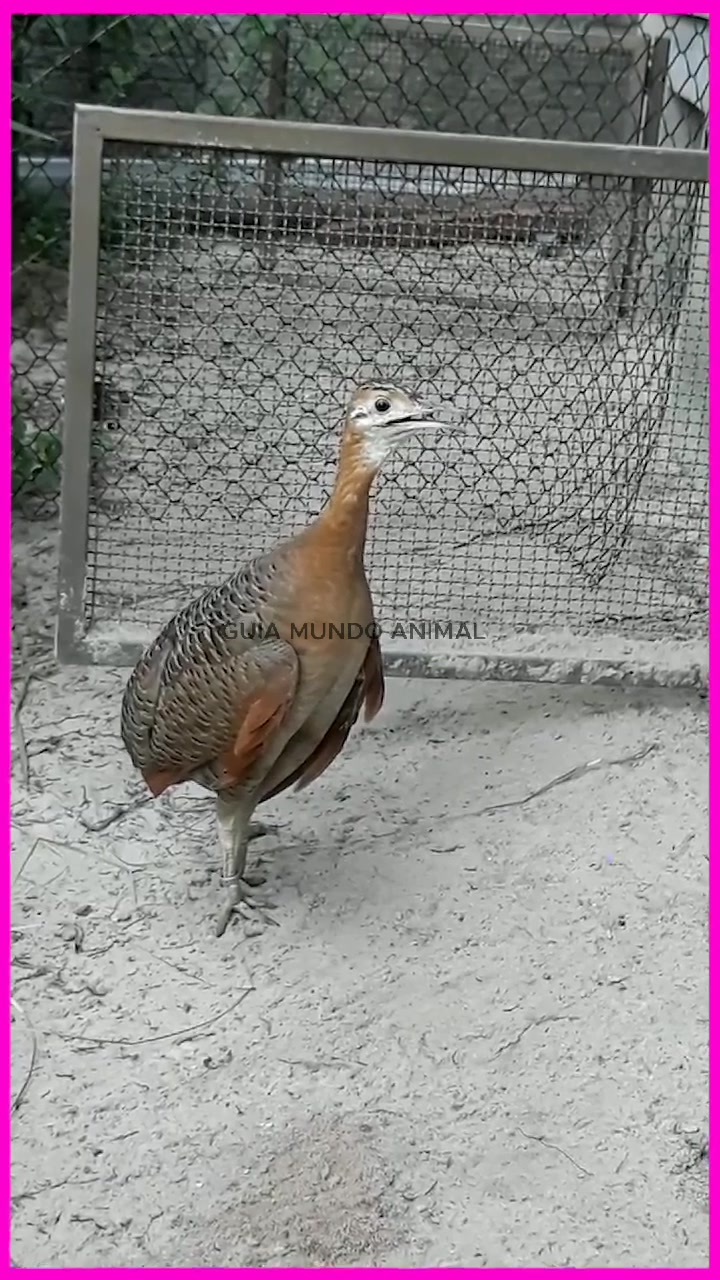@Animal world guide