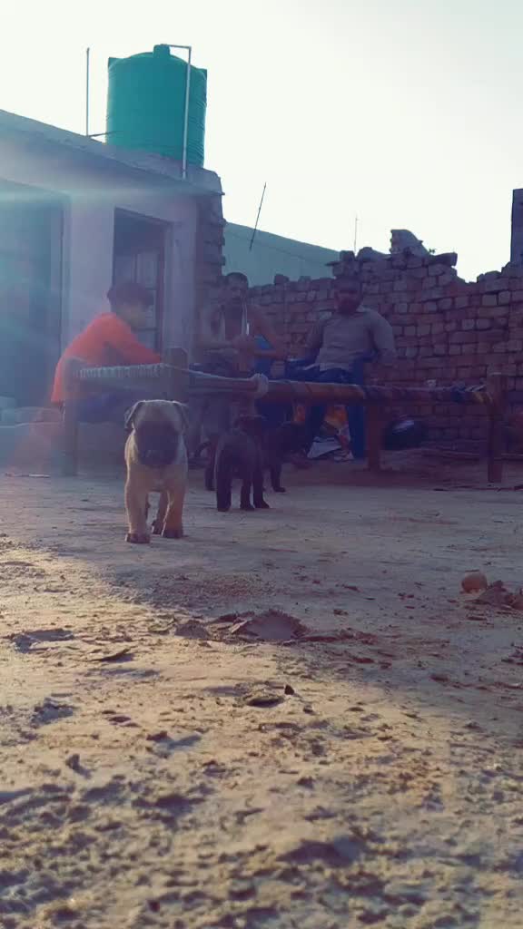 @Tiger Maan
