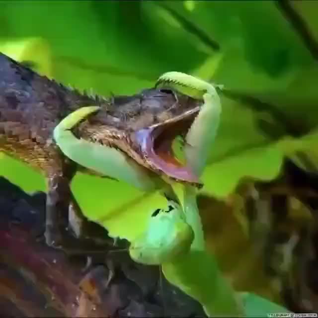 @Contenider