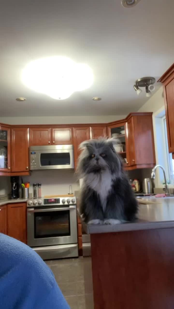 @atchoumthecat