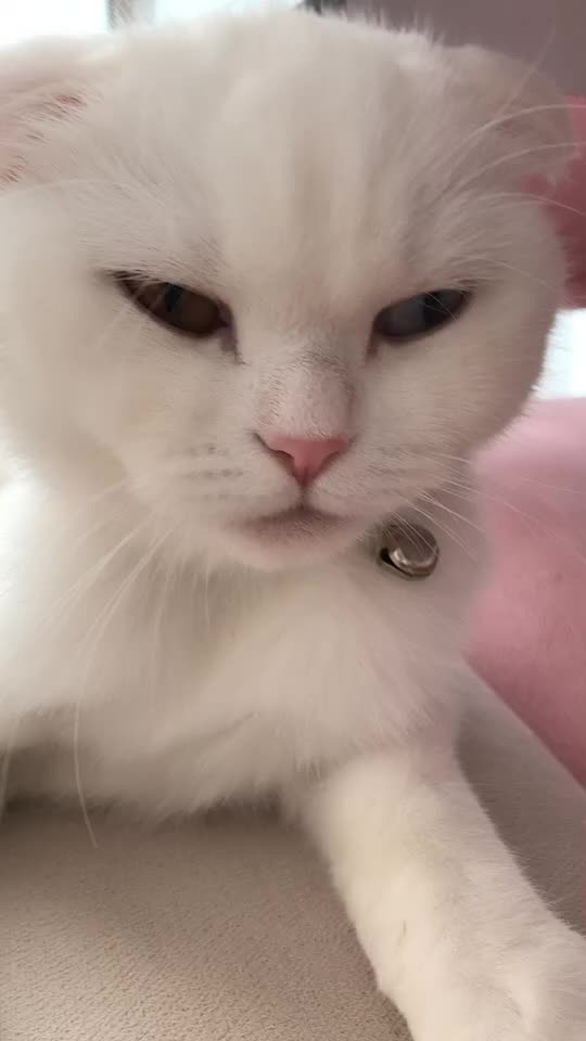 @poncik 🐱
