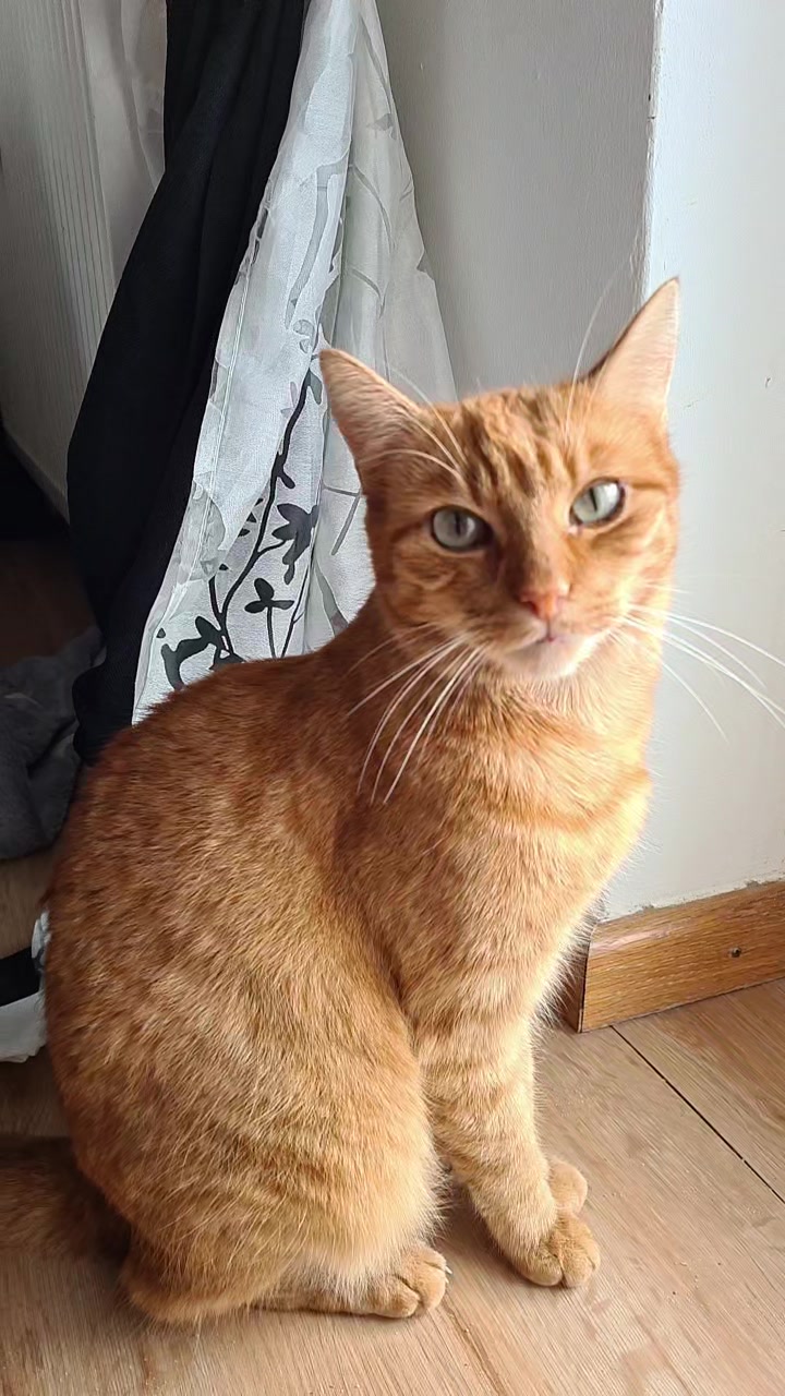 @5KidCat