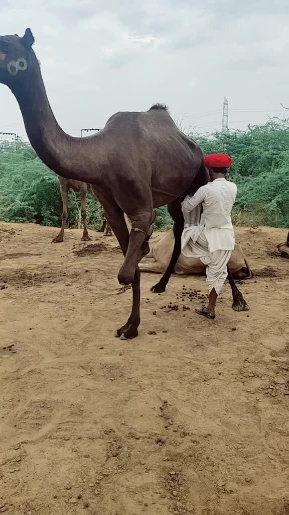@अरविंद राम देवासी