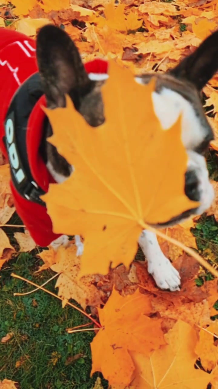 @odi_frenchie_