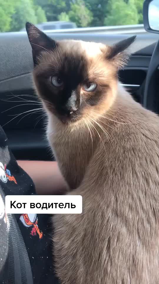 @panda_o