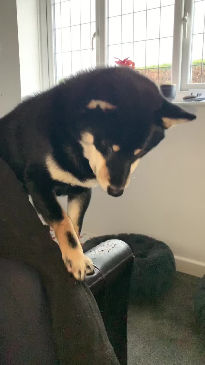 @Life with Shibas