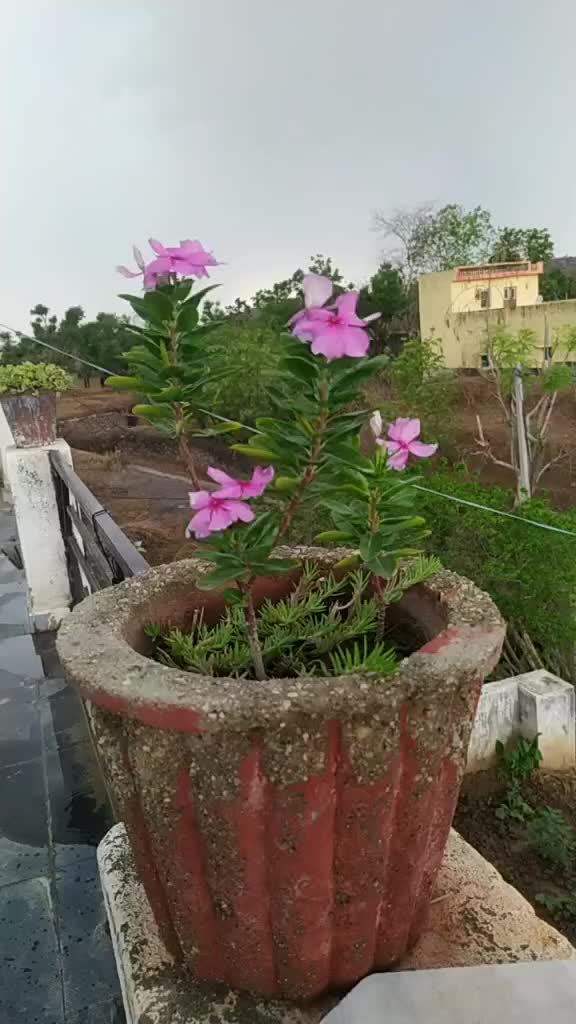 @बन्ना बदमाश 1024