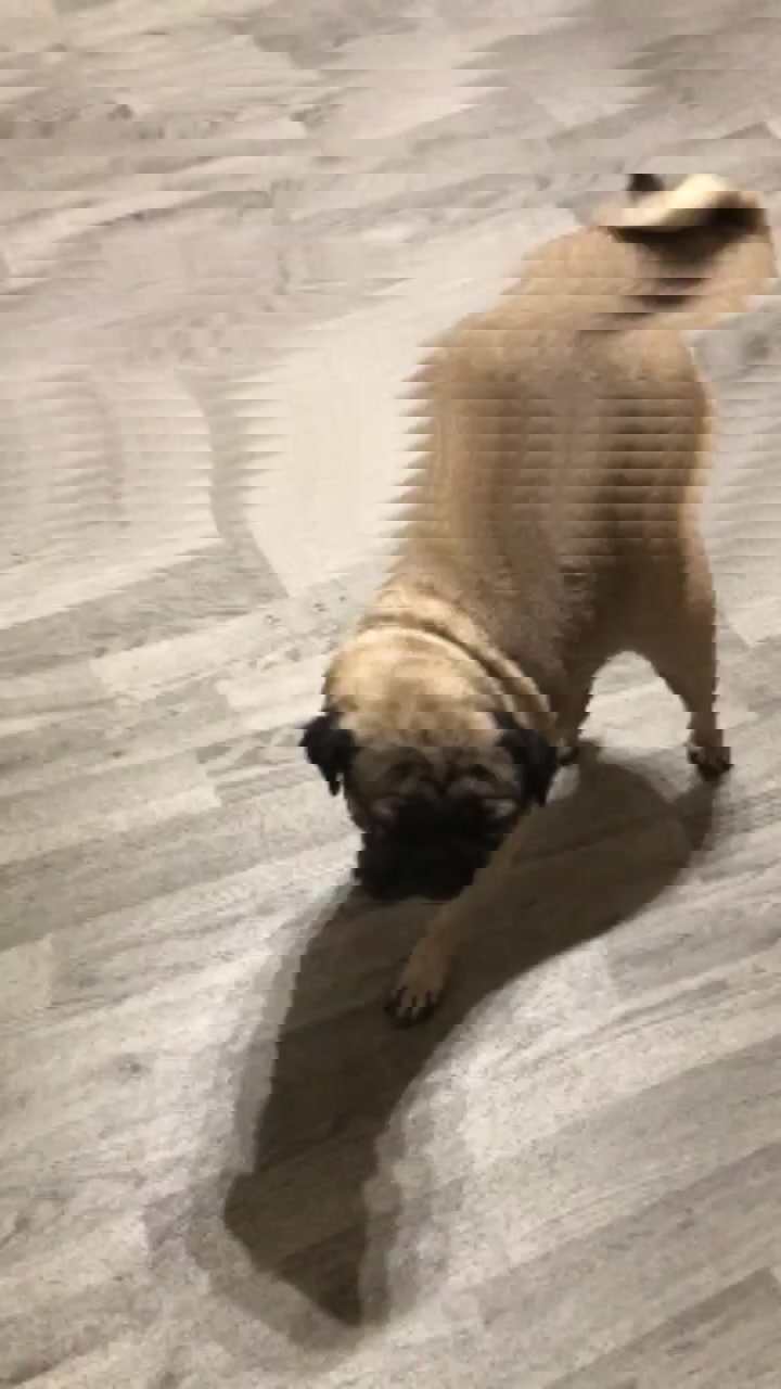 @MR PUG