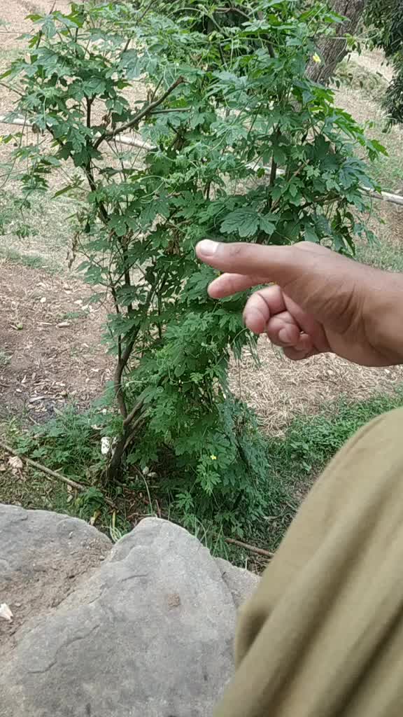 @Puneet Dadhwal