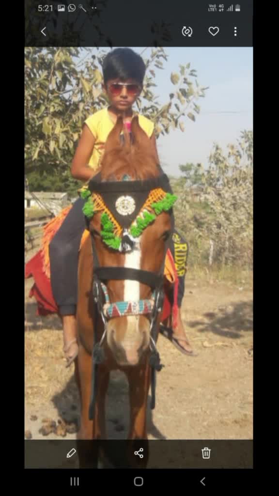 @Horse lover