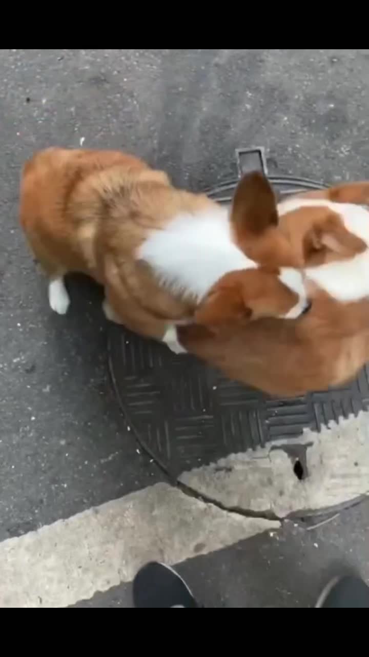 @corgilovecorgi