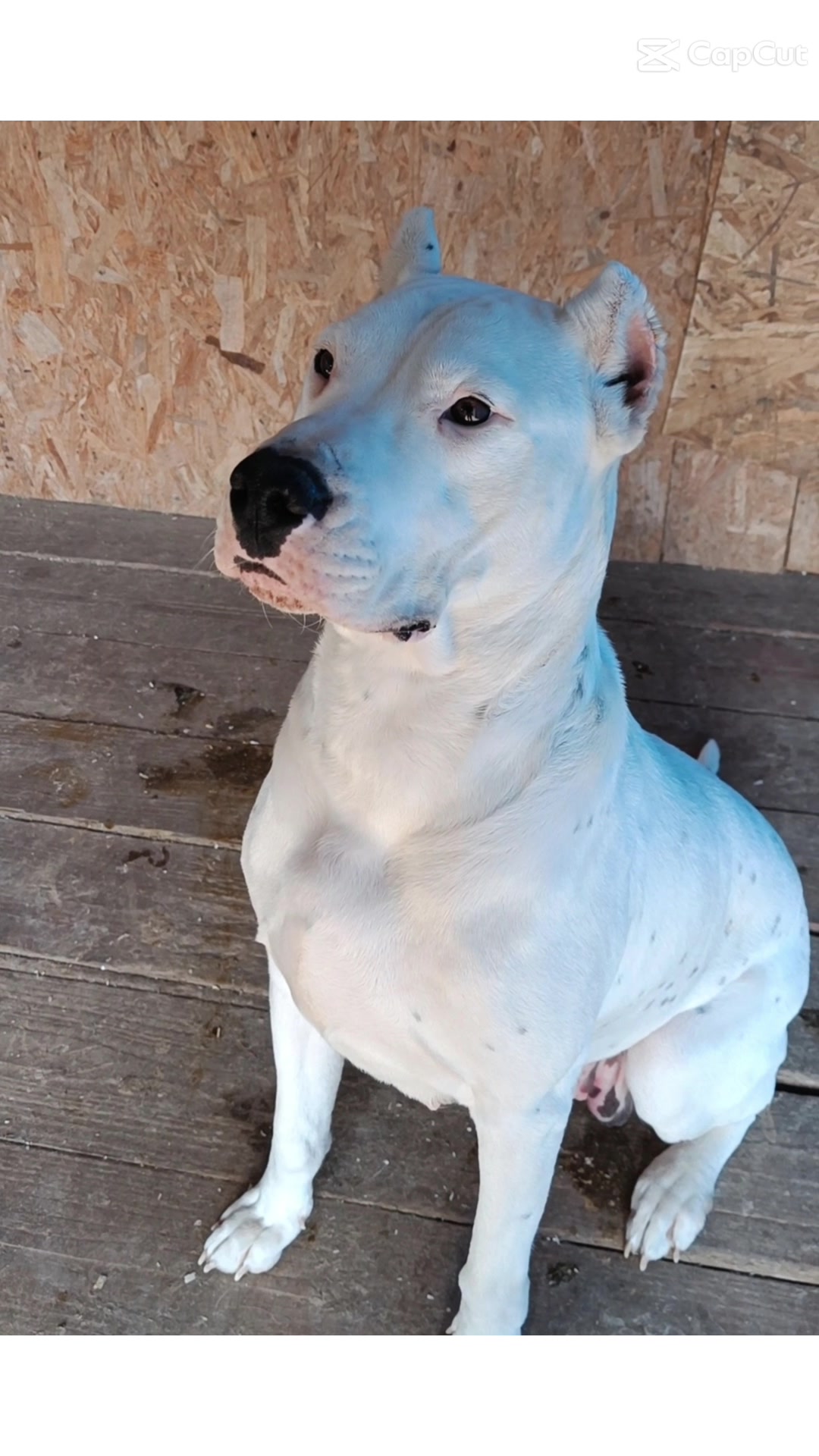 @HeraTheDogo