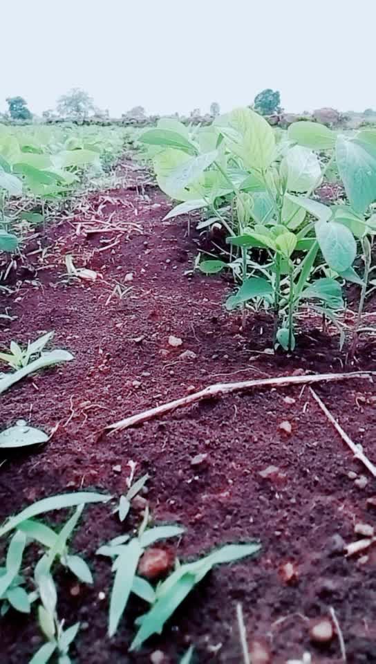 @💠💠Banjara Tigar💠?