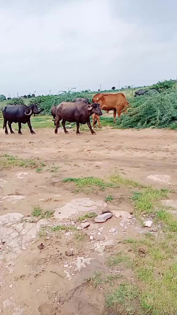 @બલી મુંધવા