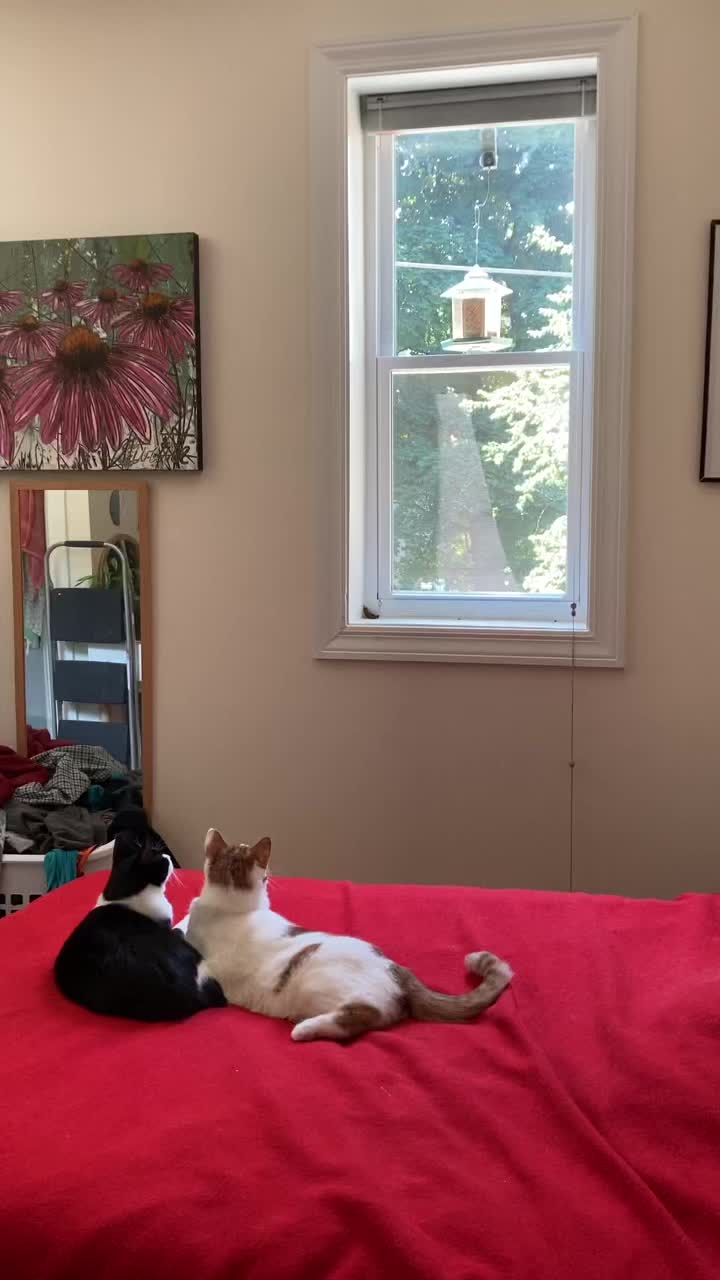 @Cassandra DellaCorte