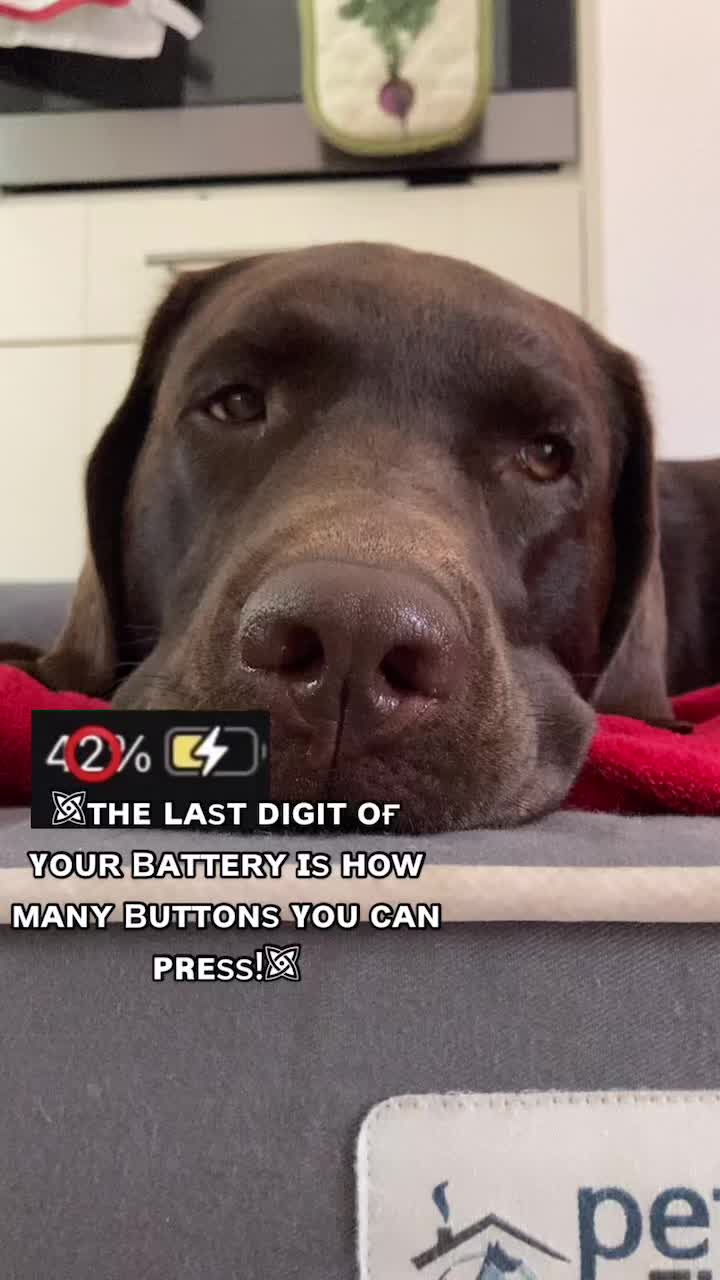 @🐾 𝑻𝒆𝒅𝒅𝒚🐾