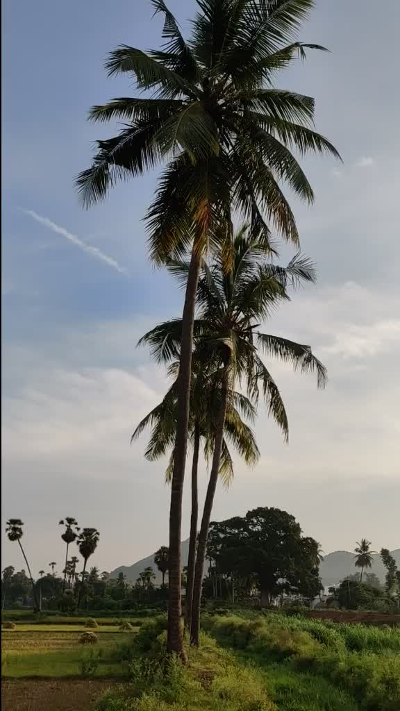 @vasurock