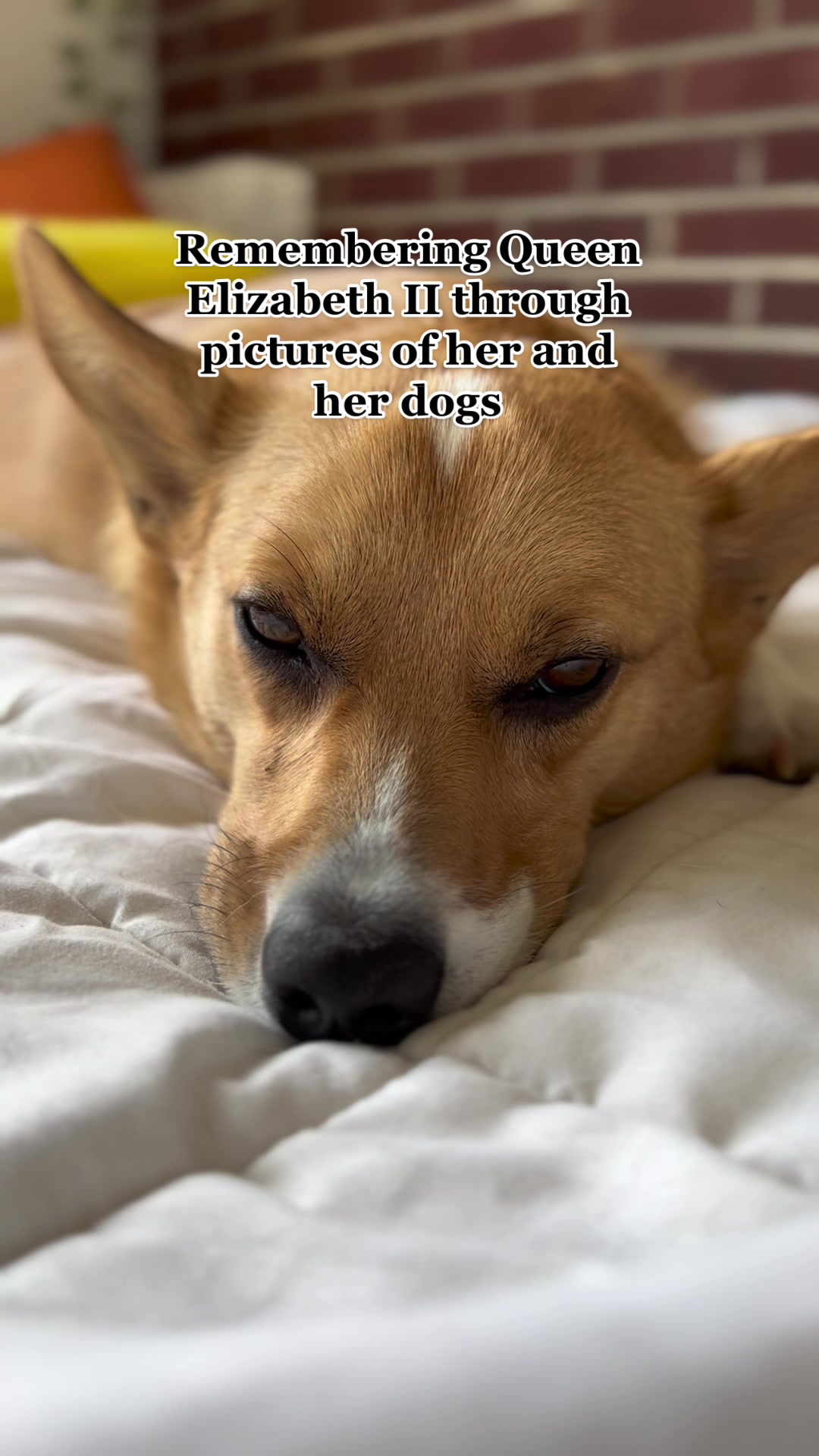 @Cosmo The Cute Corgi