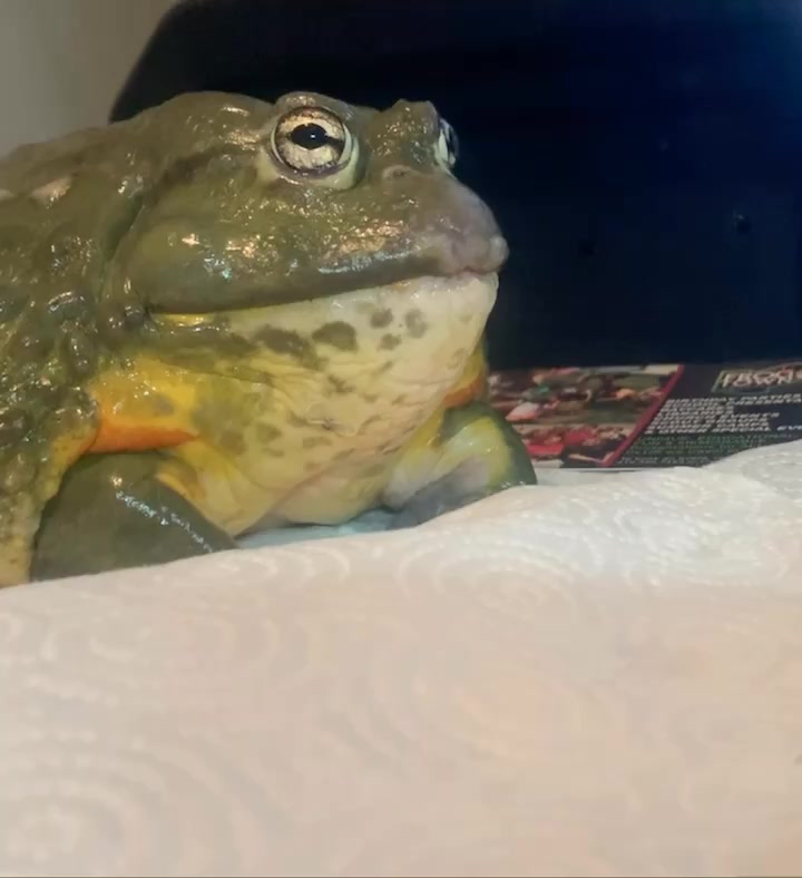 @Reptile Edu-tainment