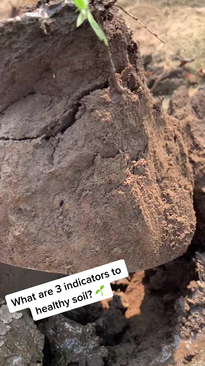 @soilbasics