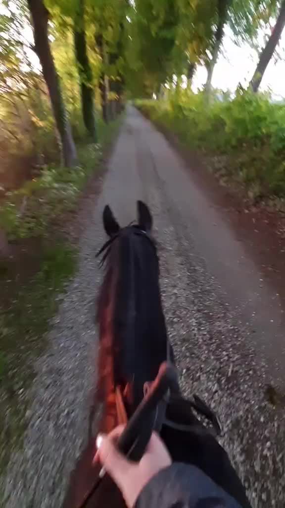 @horsecam