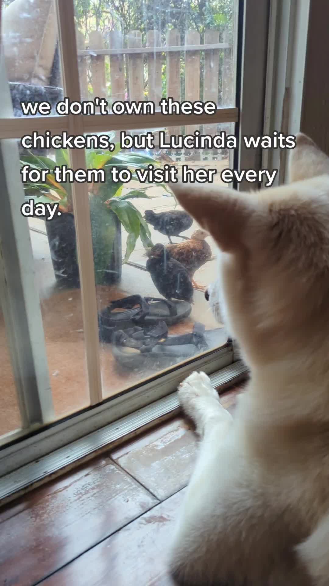 @Lucinda The Wolf