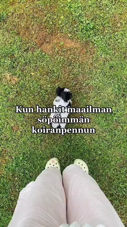 @Biewer Terrier World