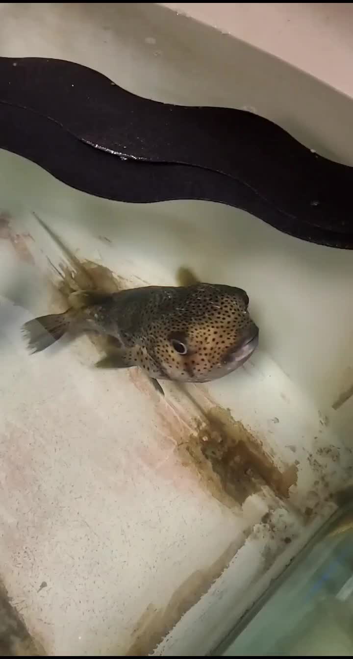 @Cuttle Aquarist