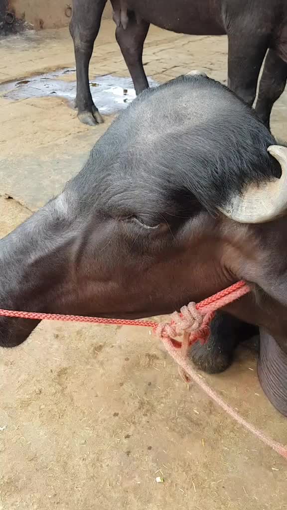 @Moostory