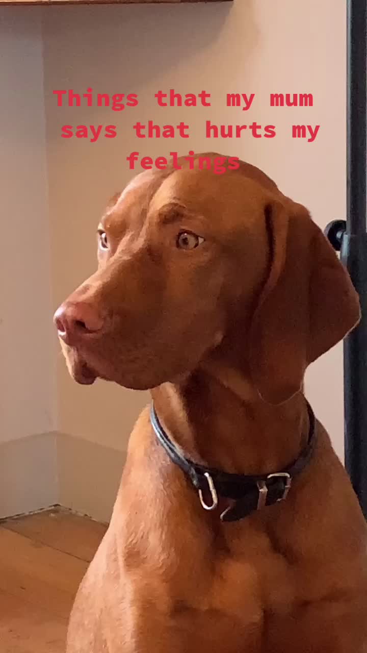 @Just that adorable pup