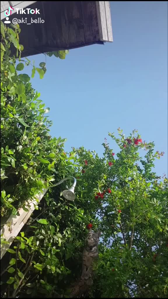 @fmininni
