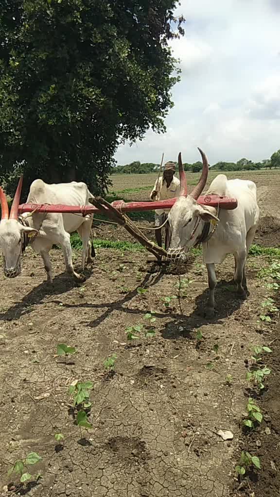 @m. pramod, 225