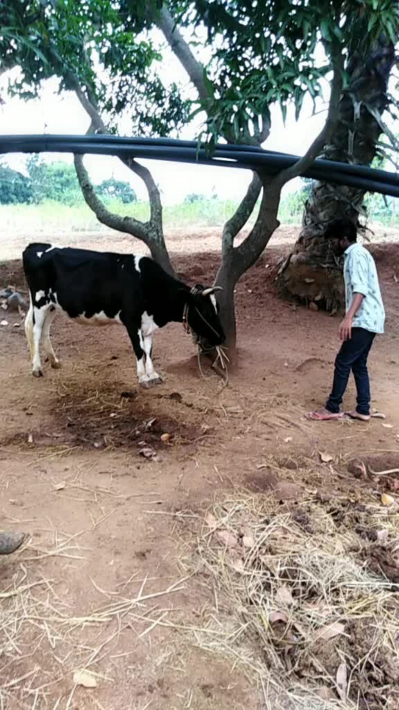 @Surya bhai